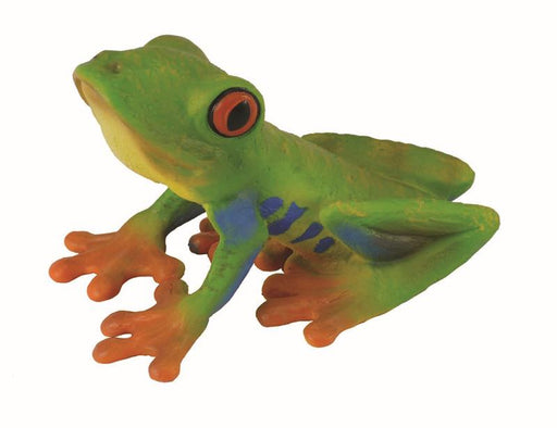 Like many Tree Frogs, the Red-Eyed Tree Frog has suction cups on its toes that enable it to climb trees and on leaves.