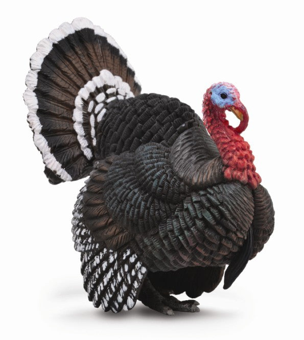 The wild turkey has long, powerful legs, a long neck, and a large, fan-shaped tail. The tip of the tail is usually chestnut-brown or white. Measures 7.9cm x8.1cm.