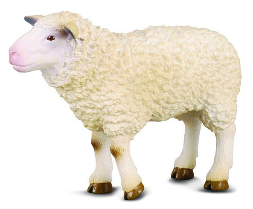 farm animal white sheep, lamb