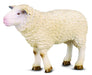 farm animal white sheep, lamb