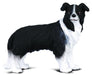 Black and White herding sheep dog