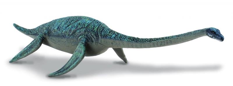 Fossil remains found in California indicate that this plesiosaur lived 70 - 65 million years ago. Its name means ''water beast lizard.'' It had a long, flexible neck and paddle-like flippers. The fossil specimen is a complete skeleton that even contains r