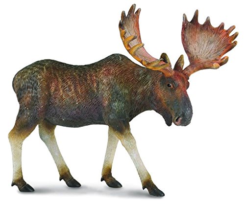 This true to life, scaled-down Moose is perfect for use in dioramas, pretend habitat scenes, or other displays. This detailed figurine measures 12.5cm X 6.7cm. The male moose will drop its antlers after the mating season and conserve energy for the winter