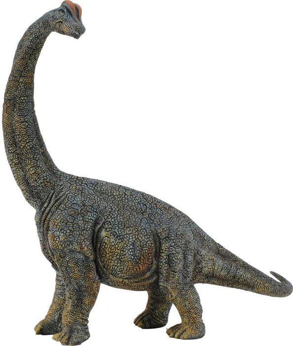 With front legs that were longer than its back legs, the Brachiosaurus stood about 50 feet tall, perfect for foraging among the tree tops. This well-known dinosaur lived during the Jurassic period, 156 - 145 million years ago. Each prehistoric figure in t