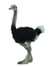 The ostrich is part of a diverse group of flightless birds that also includes the emus, rheas, and kiwis.