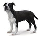 The American Staffordshire Terrier figure is realistic in every detail and makes a wonderful addition to any child's collection. As a pet, the ''Am Staff'' will do well when kept busy and given work to do. This exceptionally strong and loyal dog will prot