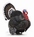 The wild turkey has long, powerful legs, a long neck, and a large, fan-shaped tail. The tip of the tail is usually chestnut-brown or white. Measures 7.9cm x8.1cm. 