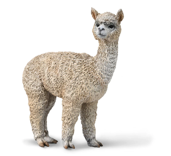 Alpacas are social herd animals that live in family groups, consisting of a territorial alpha male, females, and their young ones.