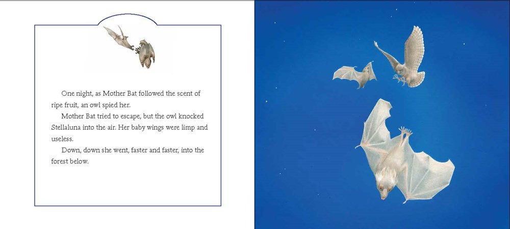 Stellaluna Board Book: Janell Cannon