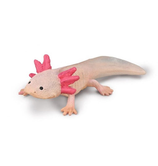 Axolotls are used extensively in scientific research due to their ability to regenerate limbs, gills and parts of their eyes and brains.
