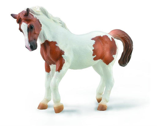 The Chincoteague Pony comes from Assateague Island, which is off of the Virginia and Maryland coasts. These sturdy and often colorful ponies have been roaming free on the island for hundreds for years, and have inspired generations of horse lovers.