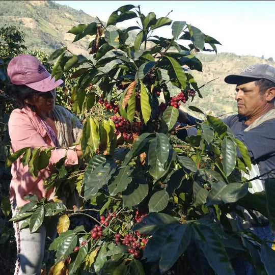 Organic Decaf Coffee - Medium Roast Small Batch 12oz Bag