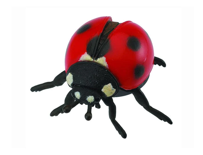 The ladybug, whose official name is Coccinellidae, is also known as a ladybird beetle, which is the preferred name used by entomologists to avoid confusion with true bugs.