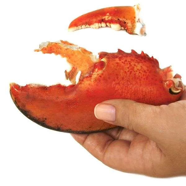 NorPro Ultimate Seafood Shears - Heavy Duty Kitchen Scissors for Shellfish and Crab