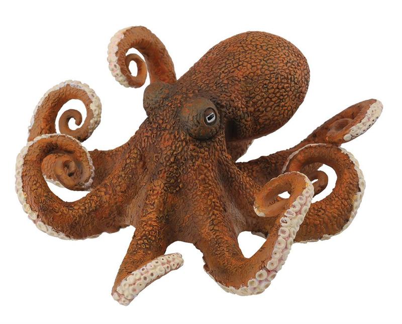 The octopus is a soft-bodied, eight-limbed mollusc; around 300 species are recognised. Like other cephalopods, the octopus is bilaterally symmetric with two eyes and a beak, with its mouth at the center point of the eight limbs. 