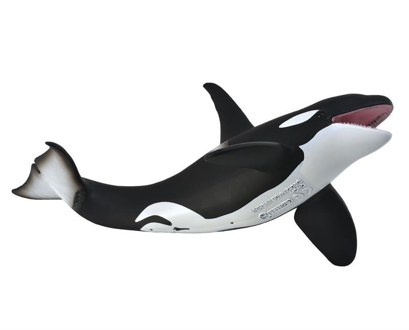 The heart beats at a rate of about 60 beats/min when the orca is at the surface, dropping to 30 beats/min when submerged.  CollectA's realistic Orca figurine measures 8.1" L x 3.1" H. Ages 3+ | 1:18 Scale