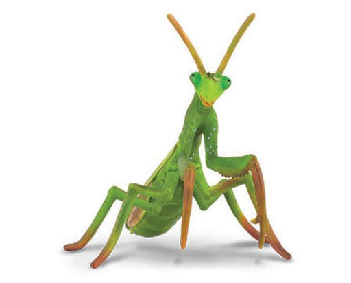 Breyer Horses CollectA Praying Mantis #88351 From Collect A's Little Wonders Spider Collection  Mantises are an order of insects that contain over 2,400 species. The largest family is the Mantidae ("mantids"). Mantises have triangular heads with bulging e