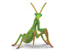Breyer Horses CollectA Praying Mantis #88351 From Collect A's Little Wonders Spider Collection  Mantises are an order of insects that contain over 2,400 species. The largest family is the Mantidae ("mantids"). Mantises have triangular heads with bulging e