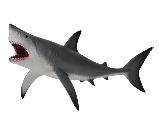 The great white shark is a species of large mackerel shark which can be found in the coastal surface waters of all the major oceans and is notable for its size. 