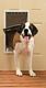 Freedom Aluminum Pet Door - X-Large